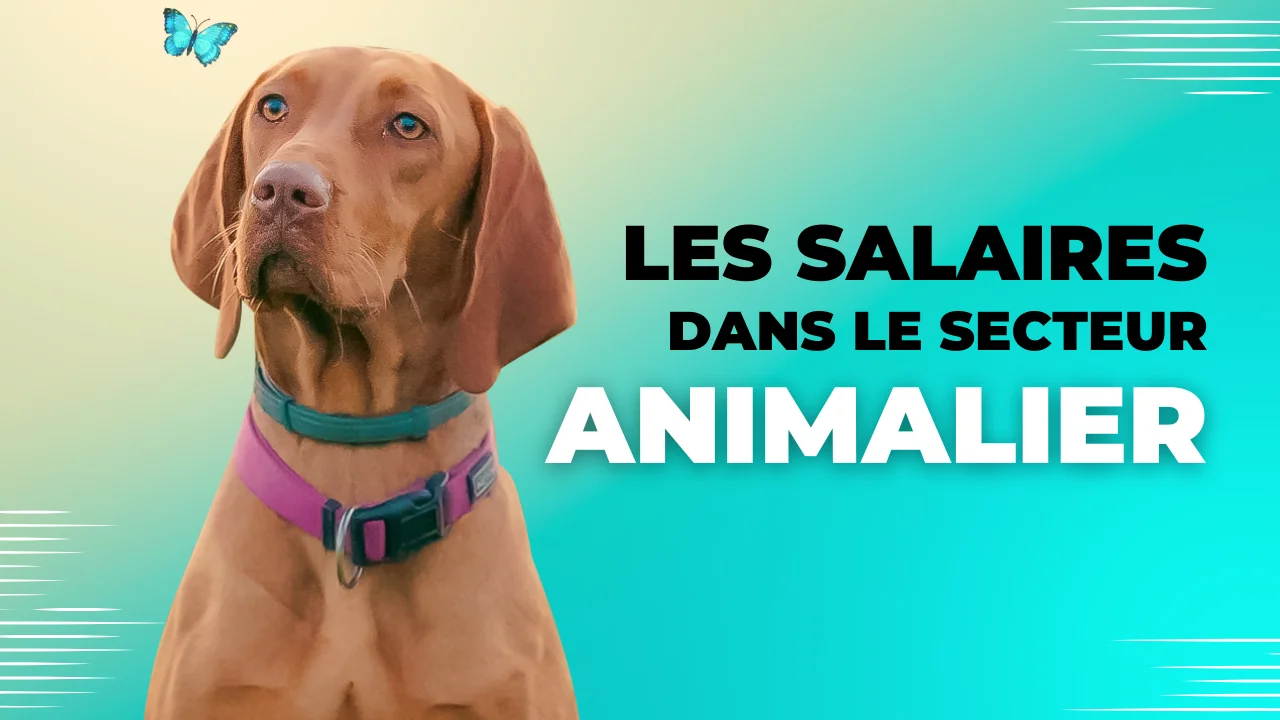 Les salaires dans le secteur animalier